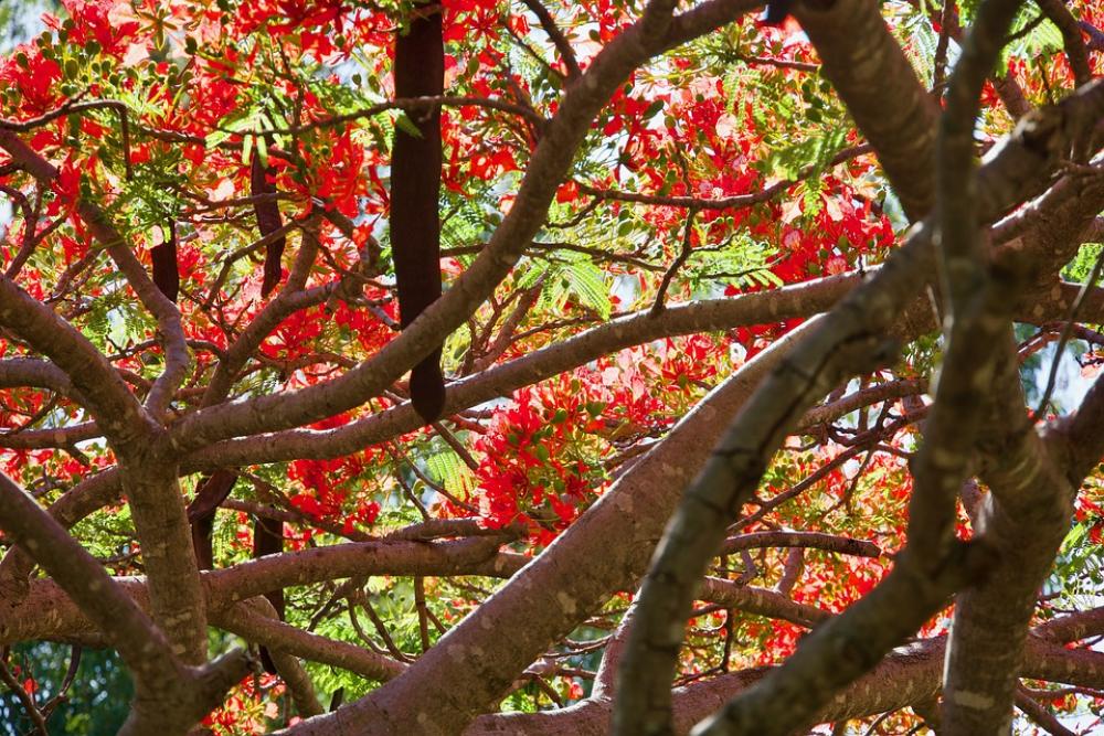 Blossom Red Flower Poinciana Spring Nature Petals Blossom Red Flower Poinciana Spring Nature Petals