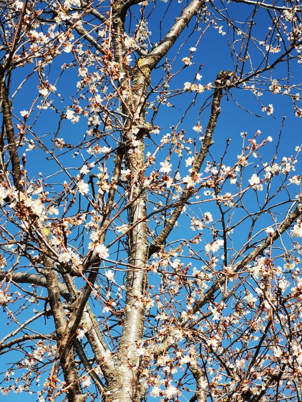Blue Tree Branches Sky Environment Nature Blue Tree Branches Sky Environment Nature