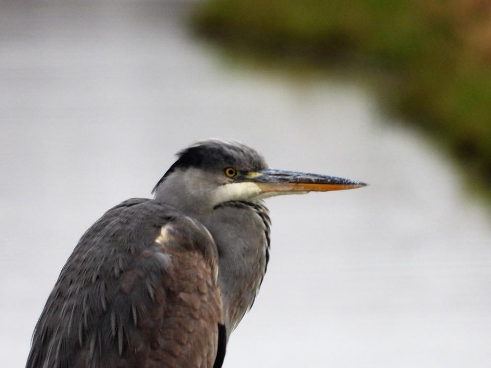 Blue Heron Herons Roeipotigen Blue Heron Herons Roeipotigen