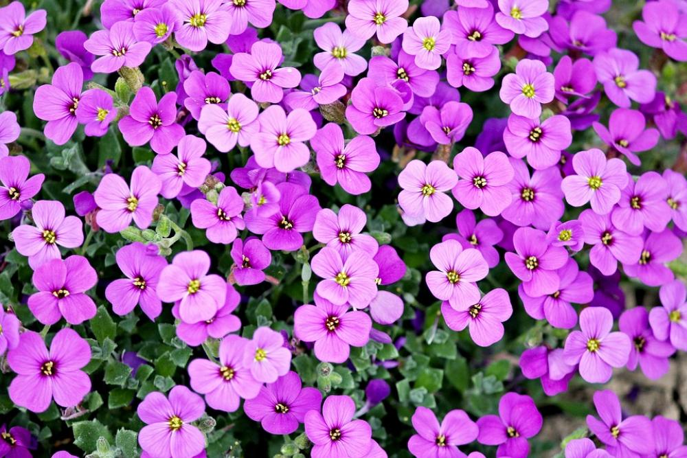 Blue Pillow Garden Plant Purple Pink Cross Flowers Blue Pillow Garden Plant Purple Pink Cross Flowers