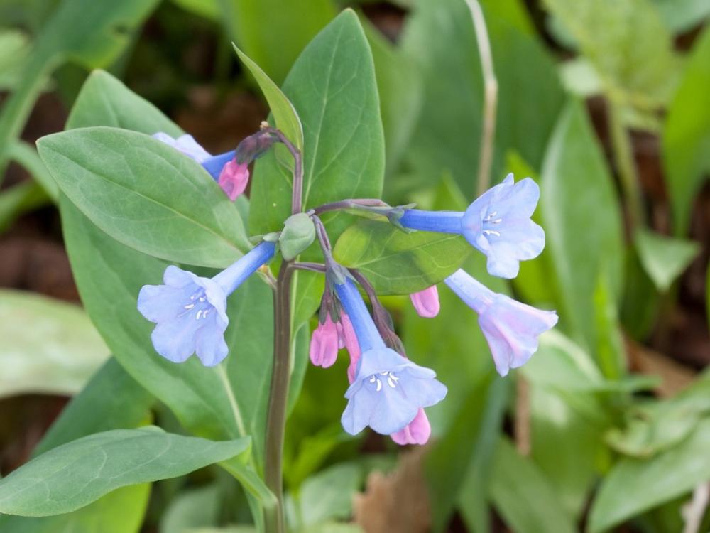 Bluebell Flower Virginia Bluebell Blooming Blossom Bluebell Flower Virginia Bluebell Blooming Blossom
