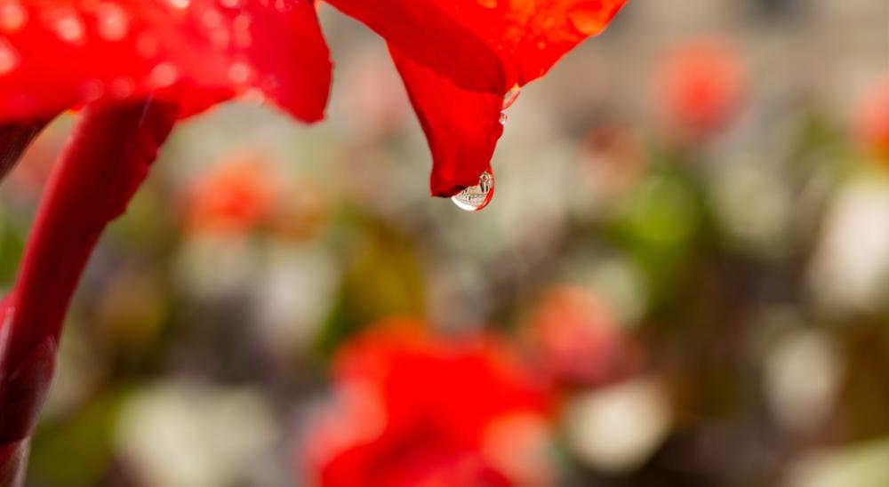 Blueme Drip Building Macro Rain Blueme Drip Building Macro Rain