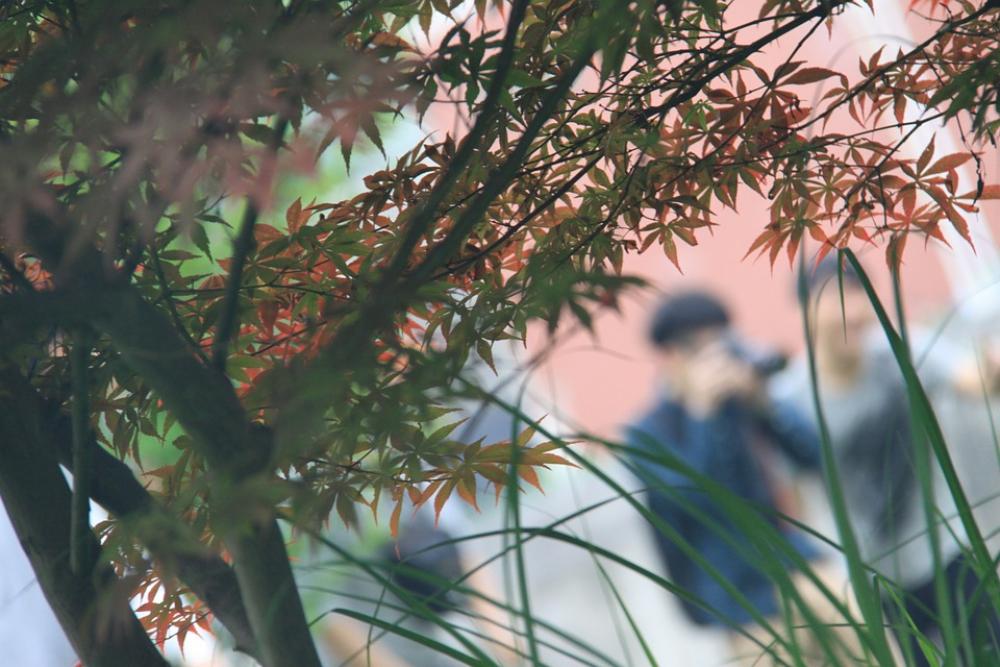 Blur Shrubs Photographer Out Of Focus Background Blur Shrubs Photographer Out Of Focus Background