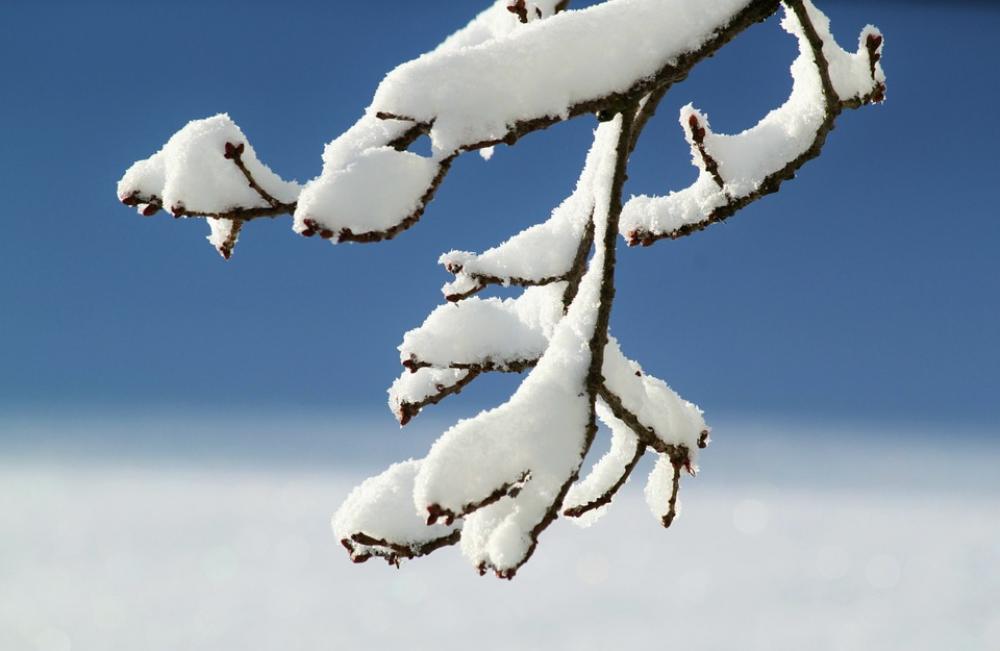 Branch Winter Snow Winter Magic Snow Magic White Branch Winter Snow Winter Magic Snow Magic White