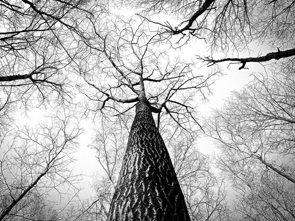 Branches Tree Twigs Bark High Tall Trees Trunk Branches Tree Twigs Bark High Tall Trees Trunk