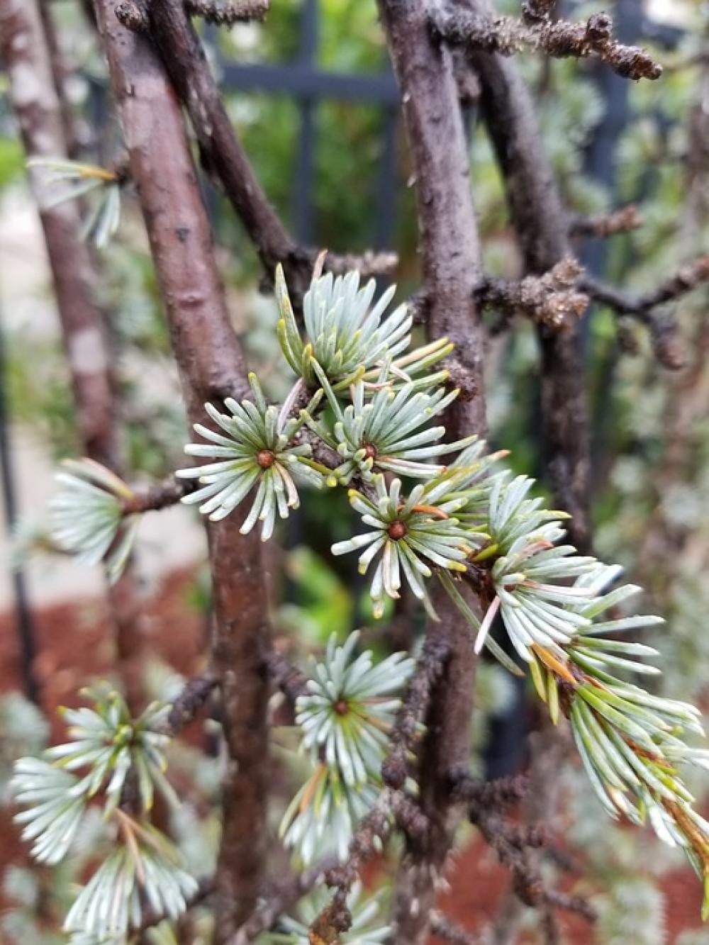 Branches Tree Pine Branches Tree Pine