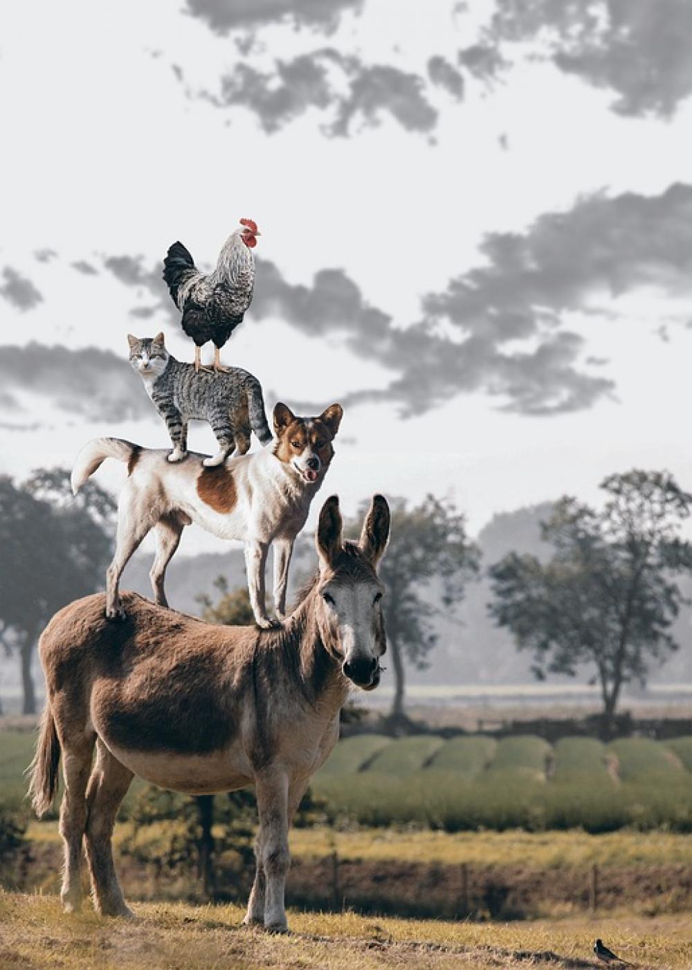 Bremen Town Musicians Donkey Dog Cat Hahn Bremen Town Musicians Donkey Dog Cat Hahn
