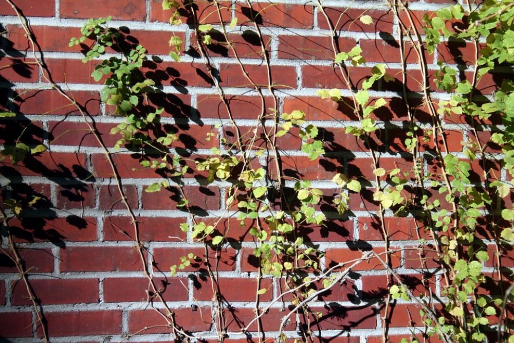 Brick Wall Vines Ivy Building Old Architecture Brick Wall Vines Ivy Building Old Architecture