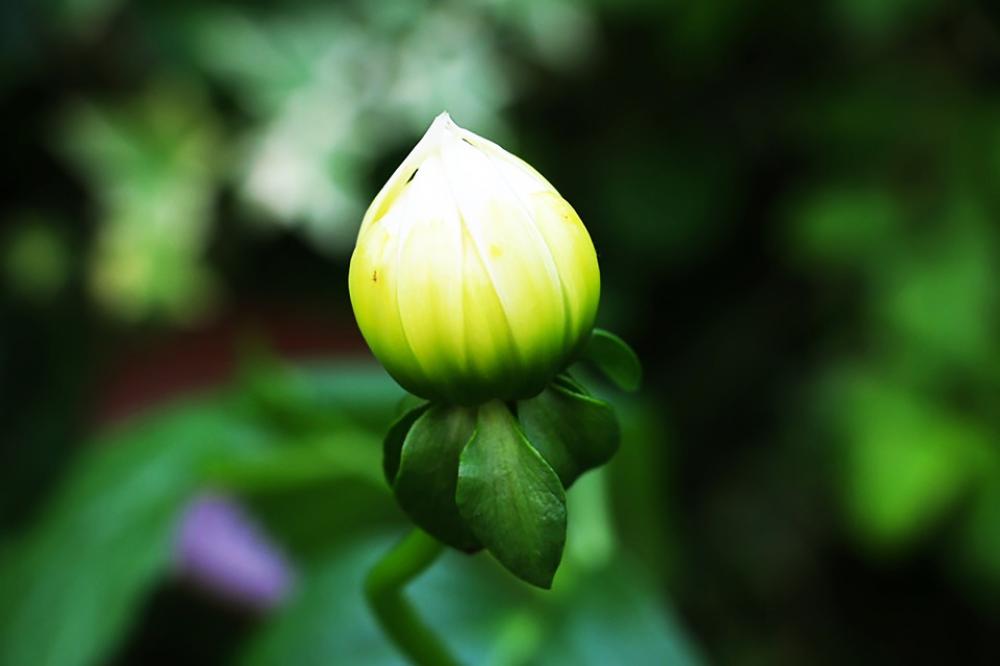 Bud Green Sprout Bud Green Sprout