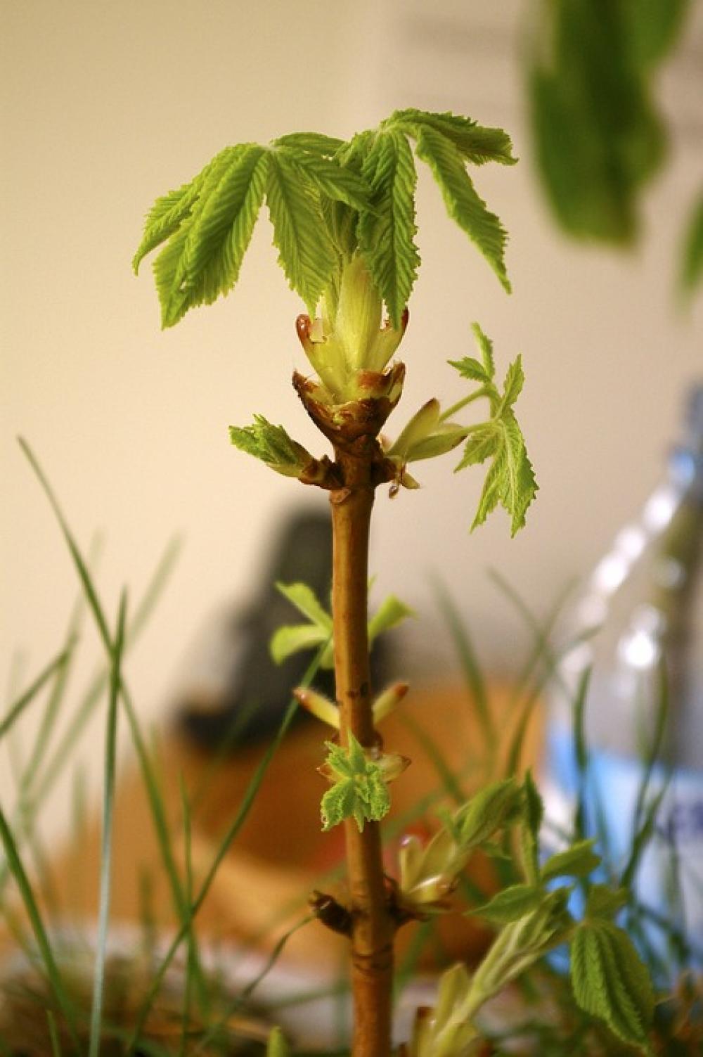 Bud Horse Chestnut Tree Leaf Bud Horse Chestnut Tree Leaf