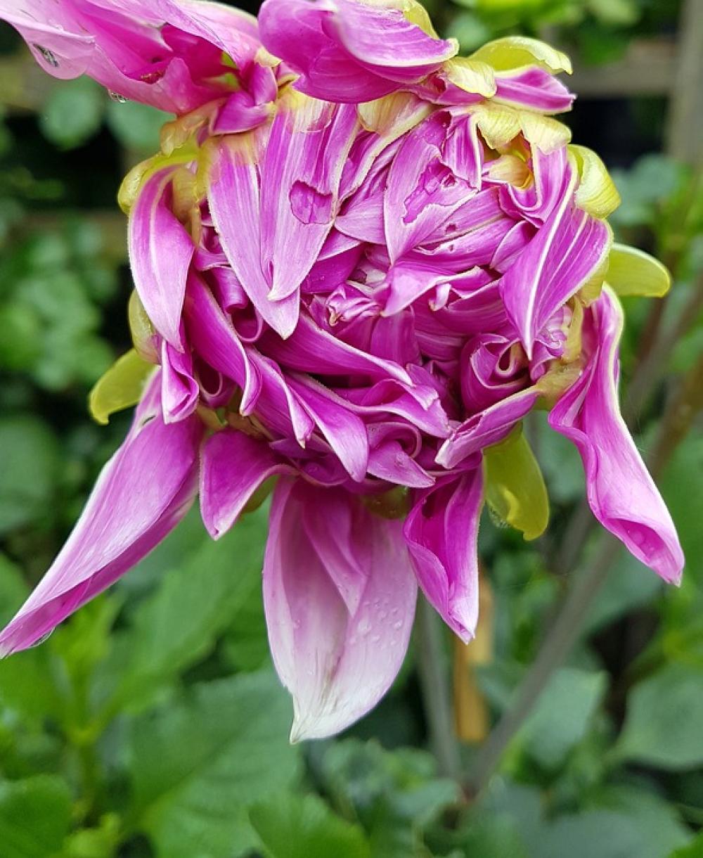 Bud Flower Bloom Flora Pink Dahlia Bud Flower Bloom Flora Pink Dahlia