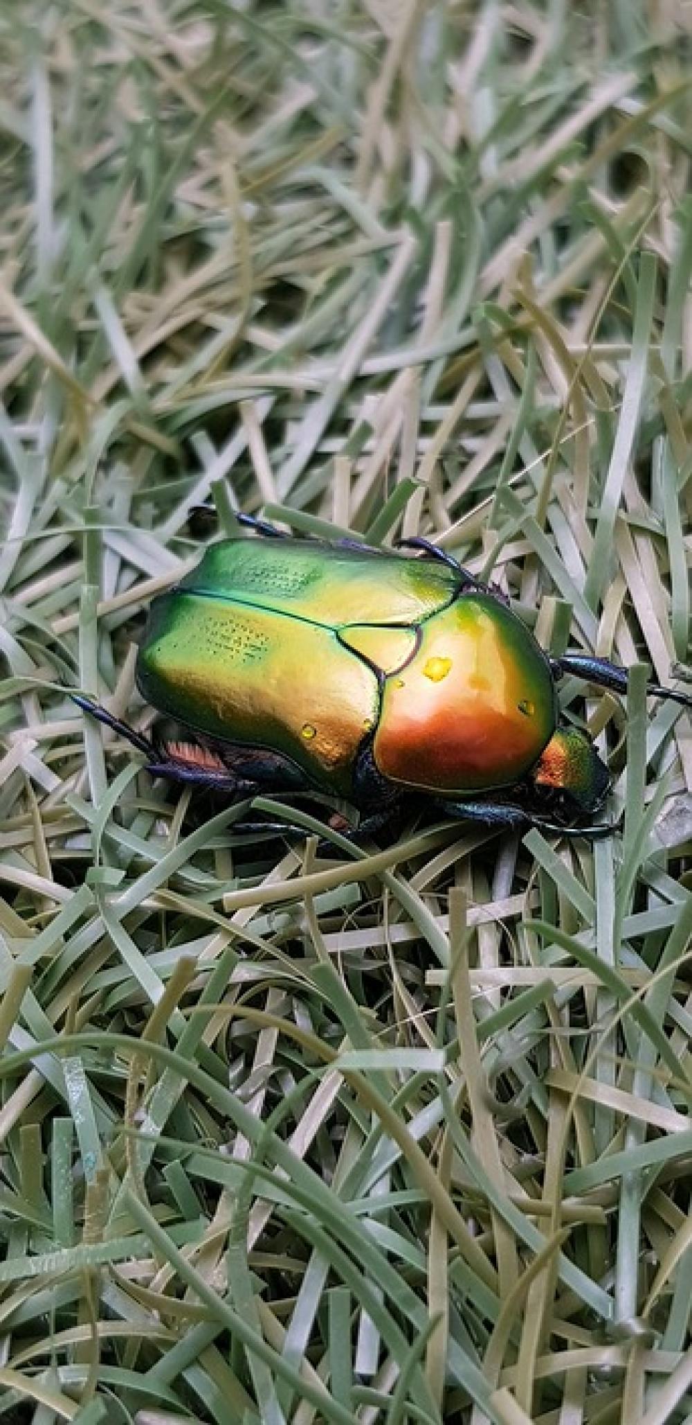 Bug Beetle Amazing Beautiful Insect Bug Beetle Amazing Beautiful Insect