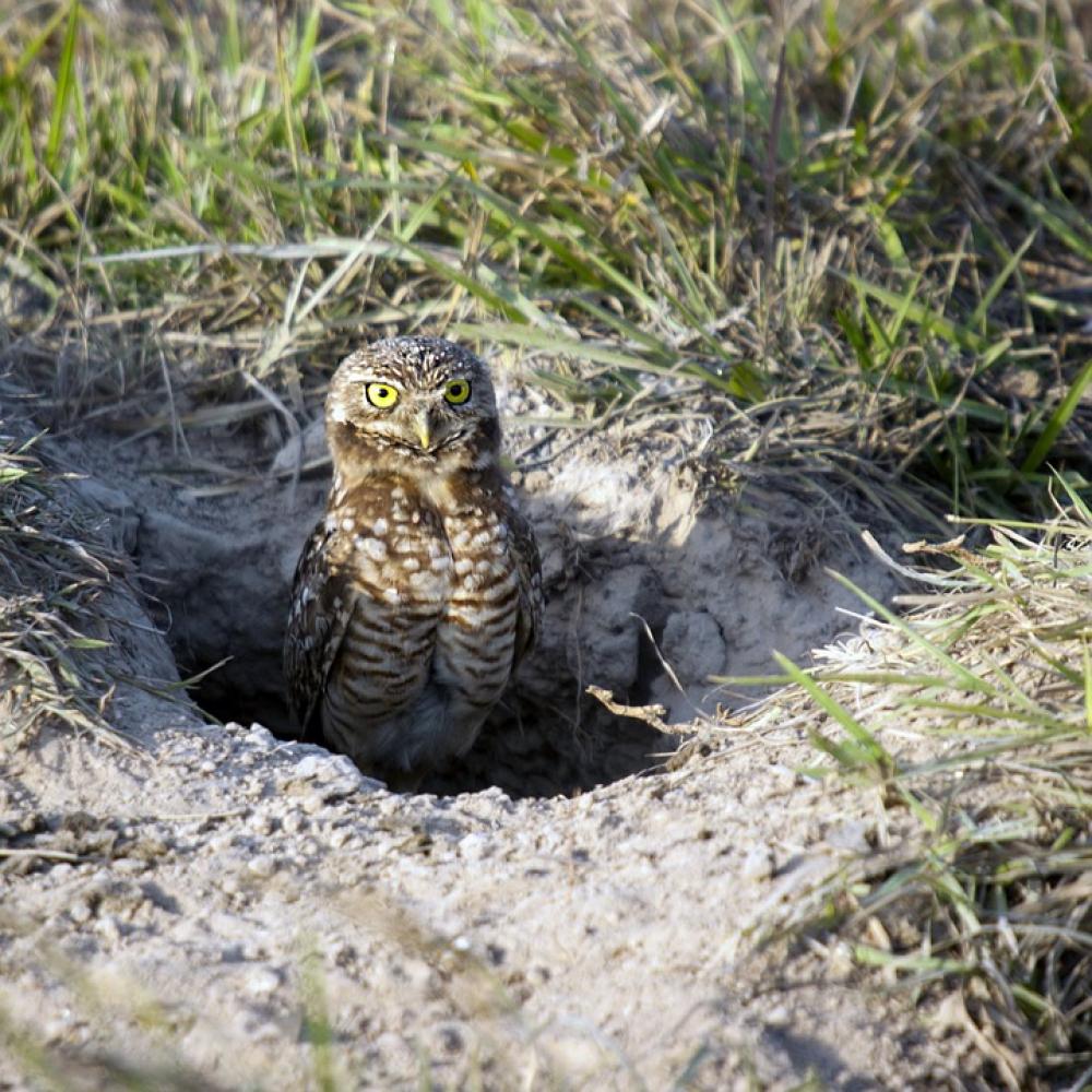 Burrowing Owl Owl Birds South America Venezuela Burrowing Owl Owl Birds South America Venezuela