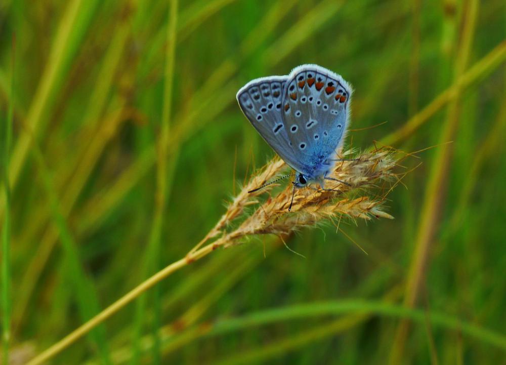 Butterflies Green Nature Insect Wings Wing Nice Butterflies Green Nature Insect Wings Wing Nice