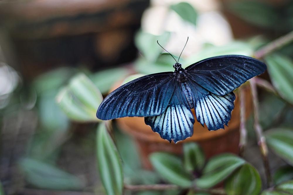 Butterfly Blue Black Insect Large Spring Summer Butterfly Blue Black Insect Large Spring Summer