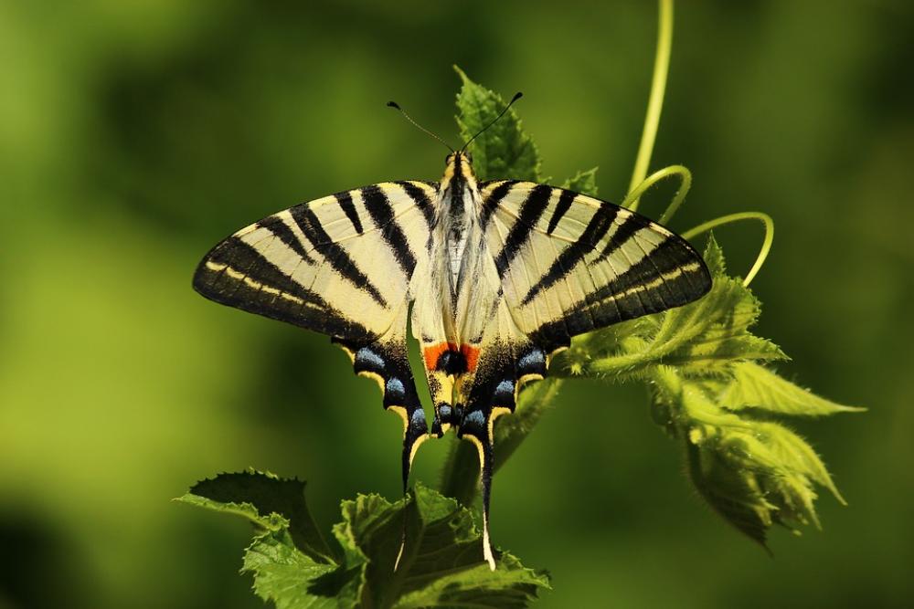 Butterfly Animal Insect Wings Butterfly Animal Insect Wings