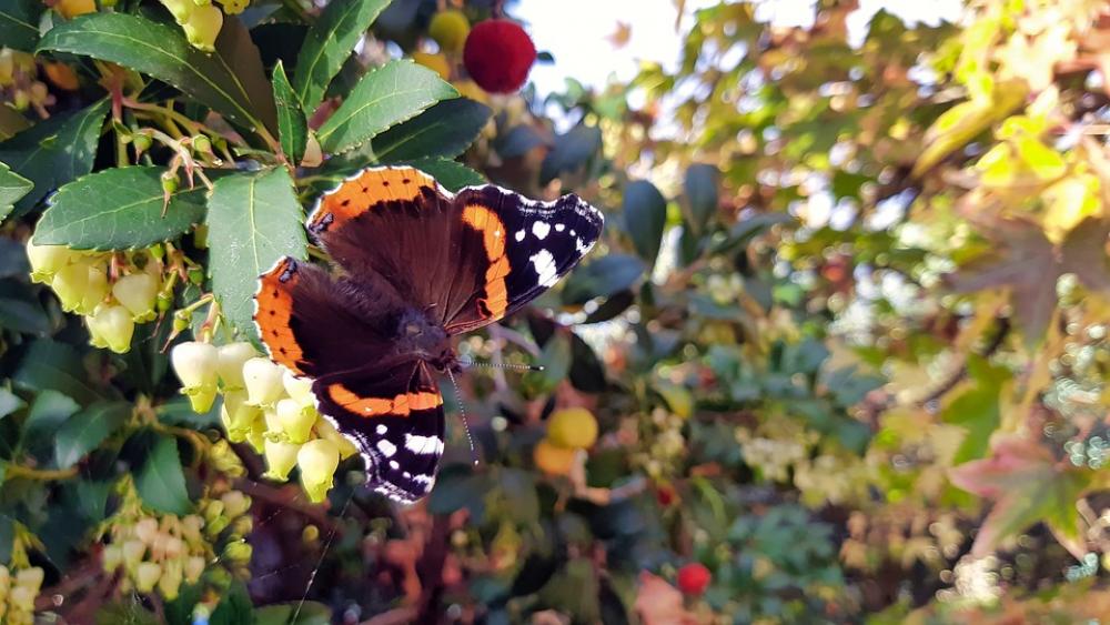 Butterfly Insect Nature Colors Butterfly Insect Nature Colors