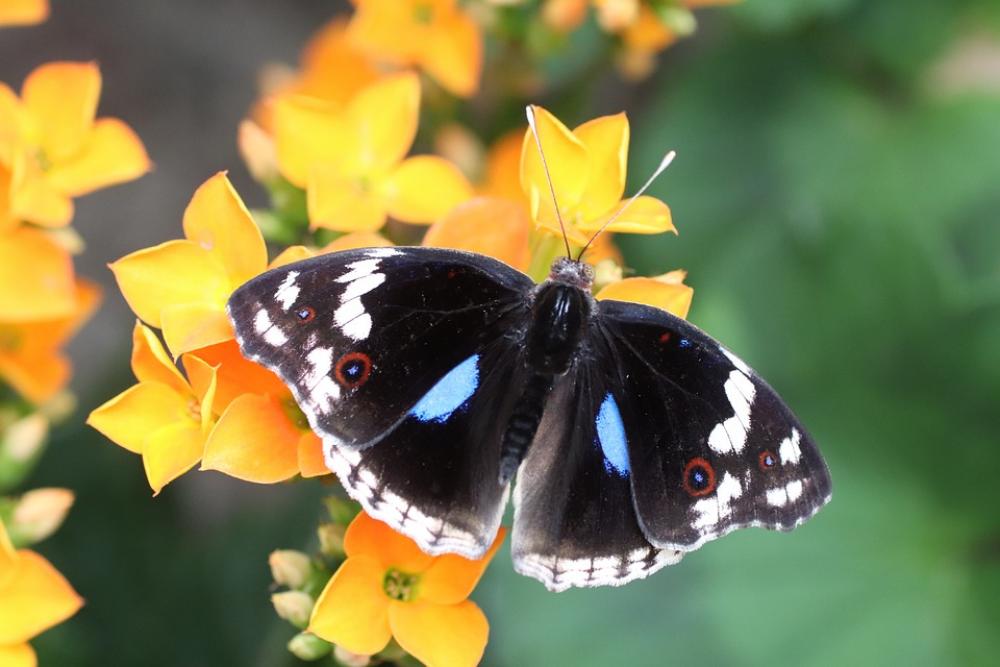 Butterfly Flower Nature Insect Close Up Macro Butterfly Flower Nature Insect Close Up Macro