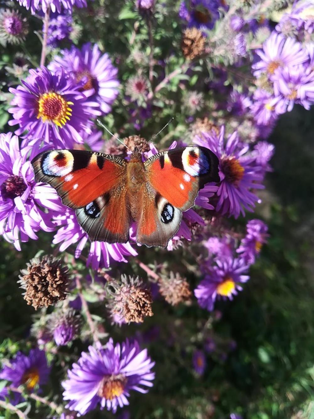 Butterfly Flower Nature Spring Butterflies Butterfly Flower Nature Spring Butterflies