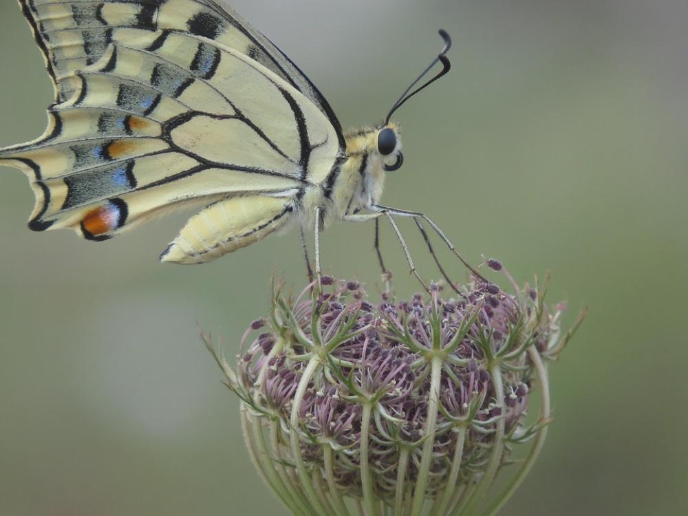 Butterfly Nature Flower Wing Delicate Butterfly Nature Flower Wing Delicate