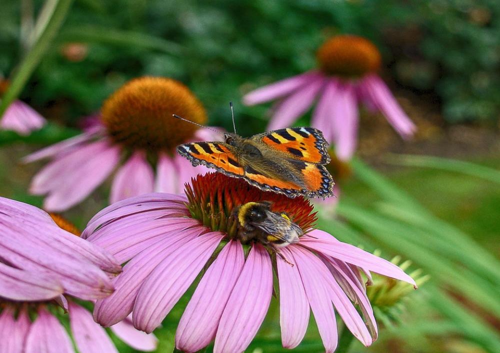 Butterfly Bees Nature Orangerie Bug Flower Butterfly Bees Nature Orangerie Bug Flower