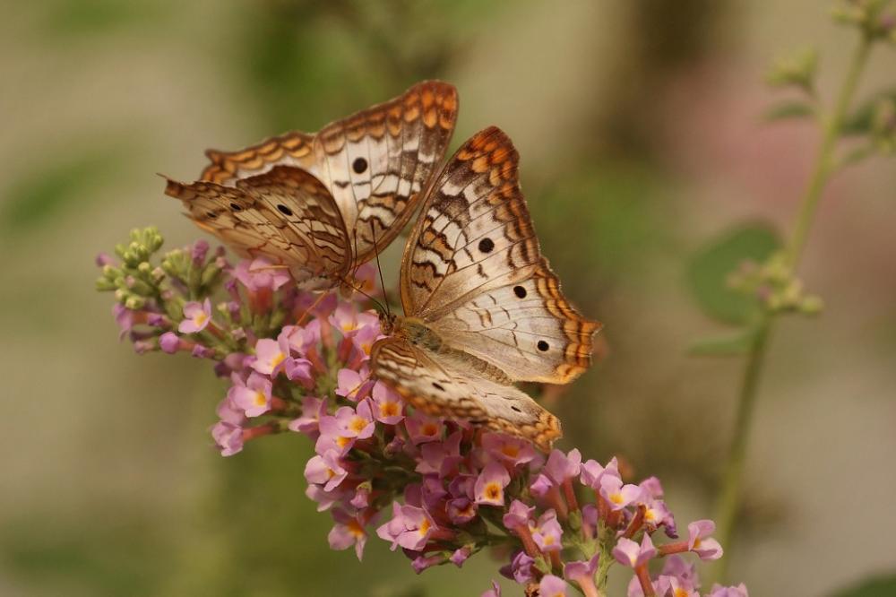 Butterfly Macro Insects Nature Couple Flower Butterfly Macro Insects Nature Couple Flower