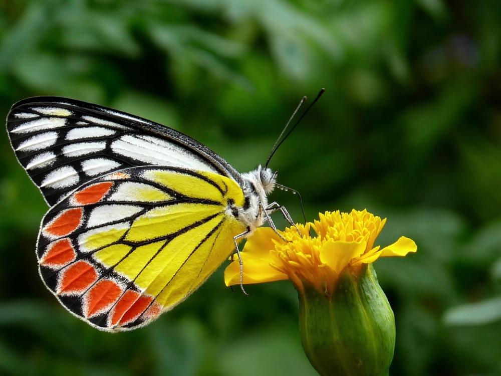 Butterfly Common Jezebel Flower Greenery Flora Butterfly Common Jezebel Flower Greenery Flora