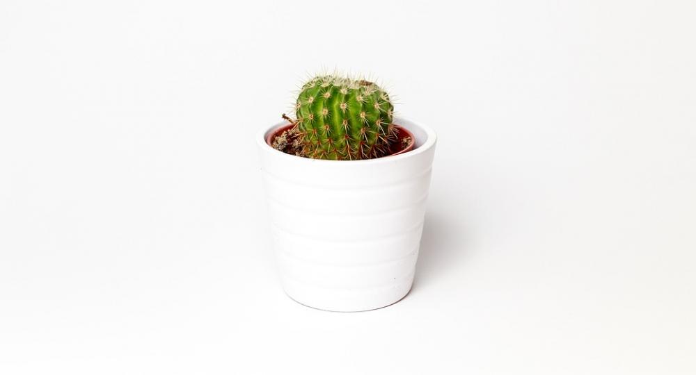 Cactus Minimalism Plant Pot White Cactus Minimalism Plant Pot White