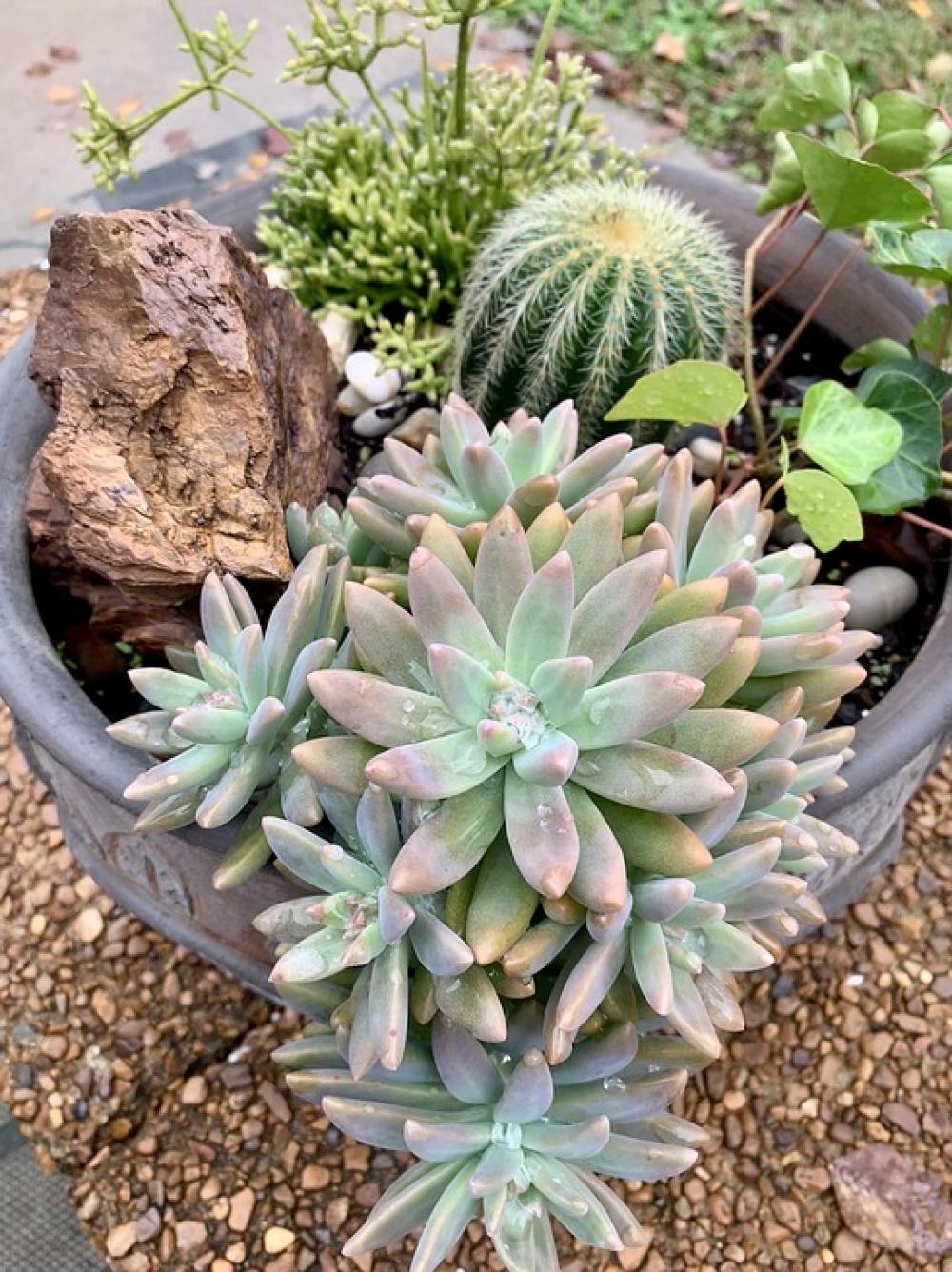 Cactus Succulent Desert Prickly Nature Plant Cactus Succulent Desert Prickly Nature Plant