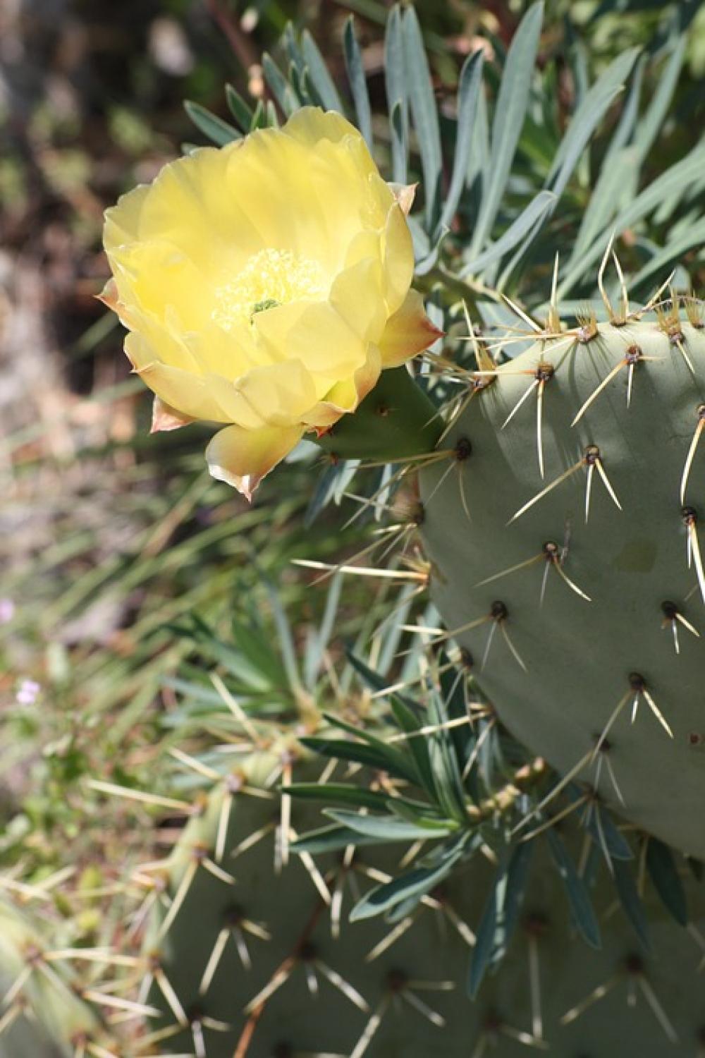 Cactus Provence Nature Spring Flower Cactus Provence Nature Spring Flower