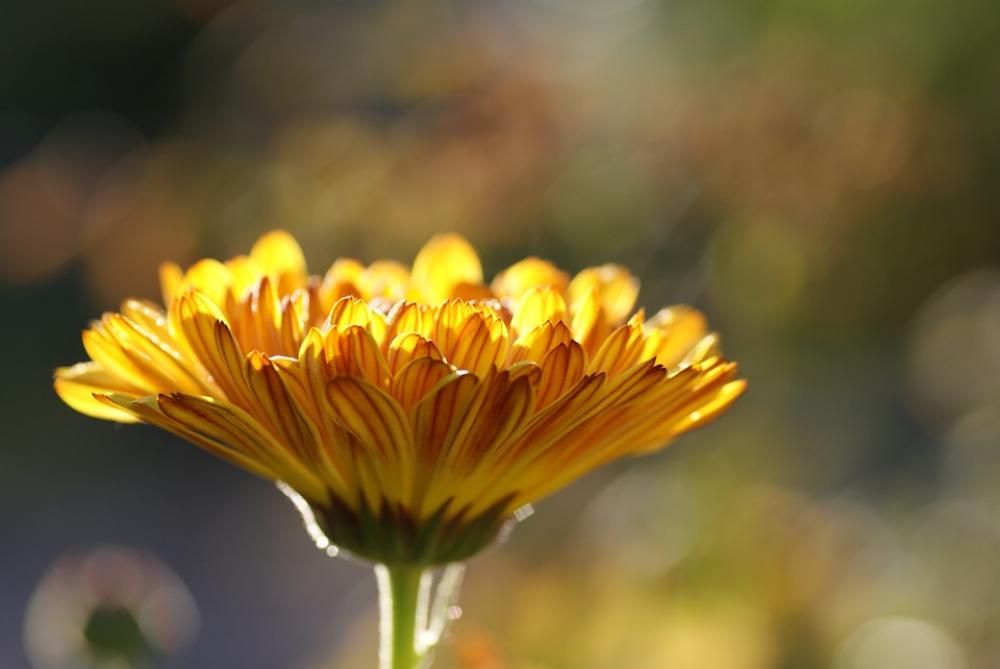 Calendula Marigold Medicinal Plant Nature Plant Calendula Marigold Medicinal Plant Nature Plant