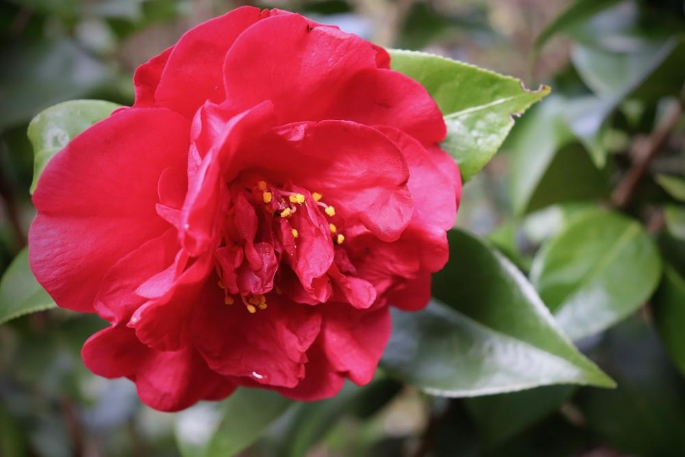 Camellia Red Blossom Bloom Petals Early Bloomer Camellia Red Blossom Bloom Petals Early Bloomer