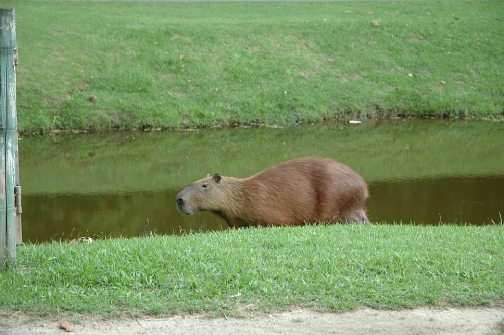 Capivara Brazil Aquatic Animal Capivara Brazil Aquatic Animal