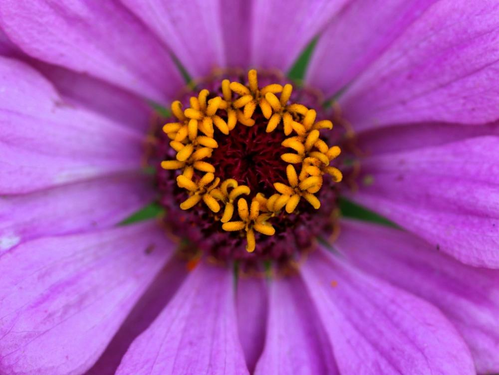 Carciumareasa Flower Pink Supplies Plant Carciumareasa Flower Pink Supplies Plant
