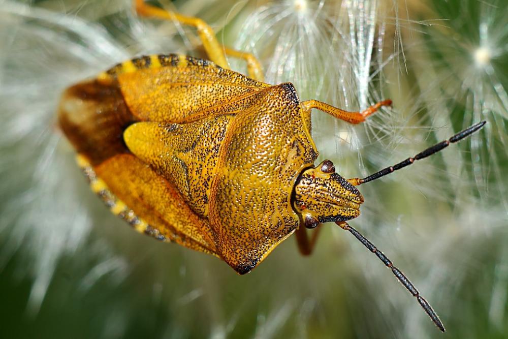 Carpocoris Purpureipennis Insect Macro Nature Carpocoris Purpureipennis Insect Macro Nature