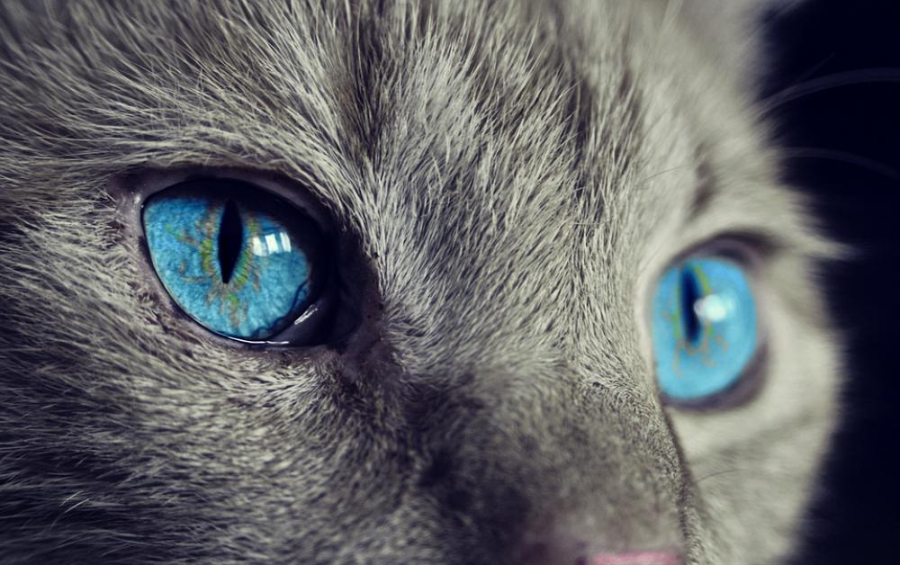 Cat Animal Cat'S Eyes Eyes Pet View Blue Eye Cat Animal Cat'S Eyes Eyes Pet View Blue Eye