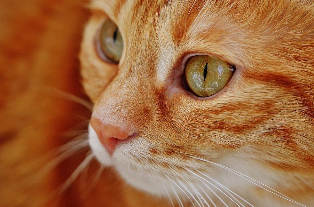 Cat Red Mackerel Tiger Animal Domestic Cat Fur Cat Red Mackerel Tiger Animal Domestic Cat Fur