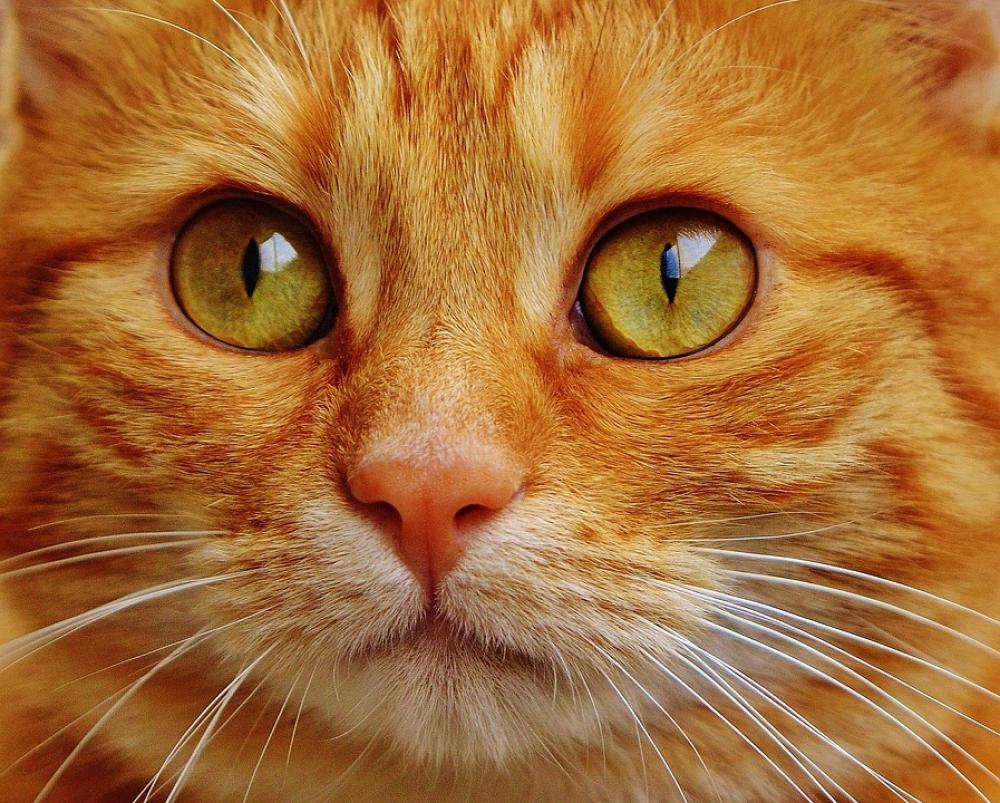 Cat Red Cute Mackerel Tiger Sweet Cuddly Animal Cat Red Cute Mackerel Tiger Sweet Cuddly Animal