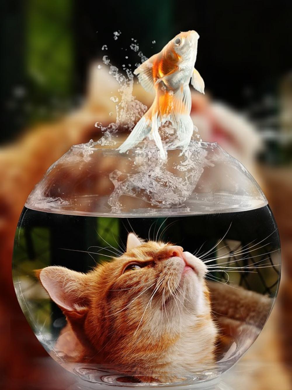 Cat Face Goldfish Glass Close Up View Eyes Cat Face Goldfish Glass Close Up View Eyes