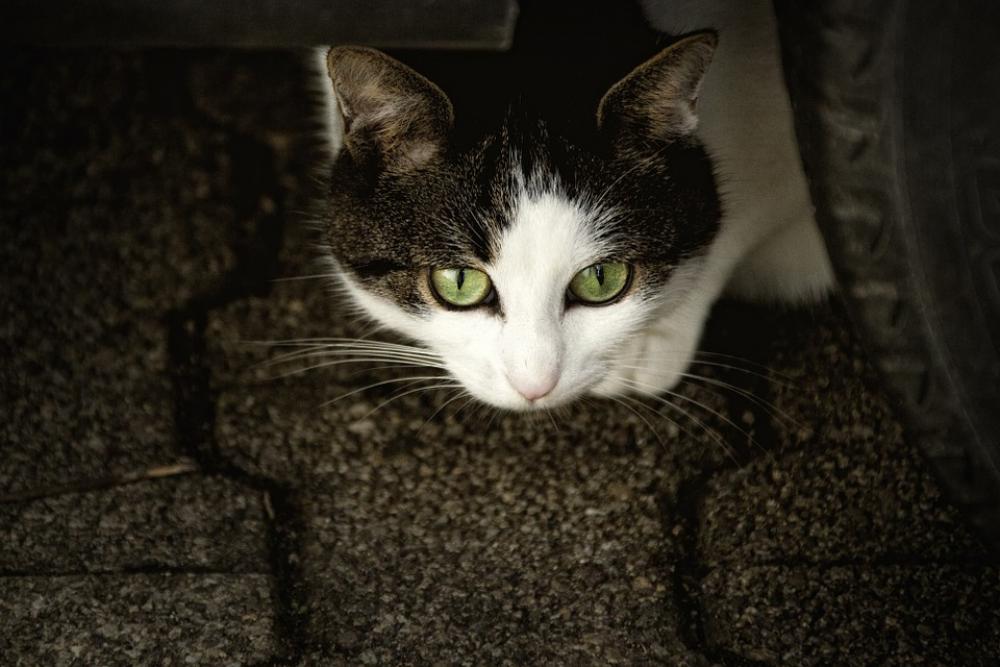 Cat Scheu Cat'S Eyes Anxious Animal Cat Scheu Cat'S Eyes Anxious Animal