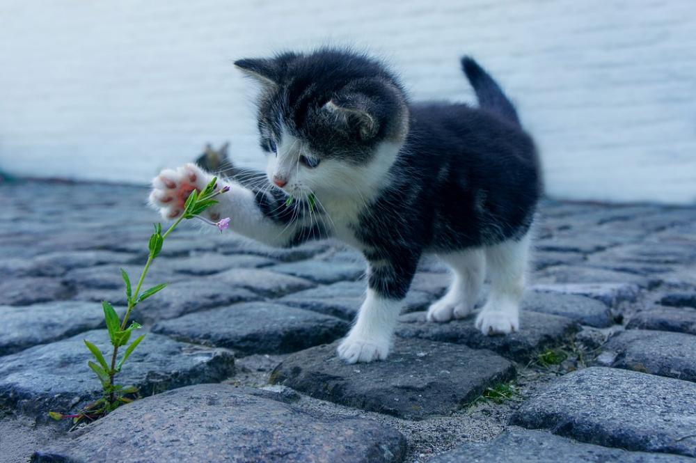 Cat Flower Kitten Stone Pet Animals Explore Cat Flower Kitten Stone Pet Animals Explore