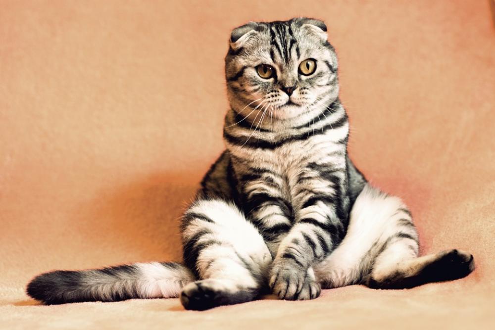 Cat Kitten Pets Animals Housecat Feline Sitting Cat Kitten Pets Animals Housecat Feline Sitting