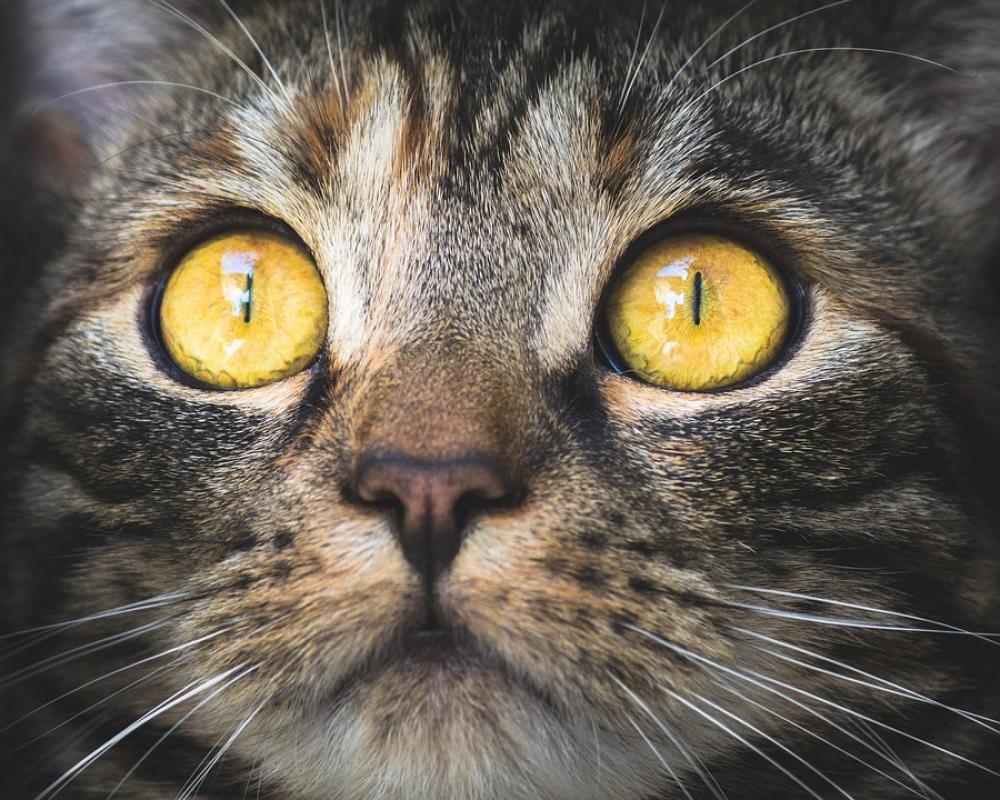Cat Portrait Animal Pet Domestic Cat Eyes View Cat Portrait Animal Pet Domestic Cat Eyes View