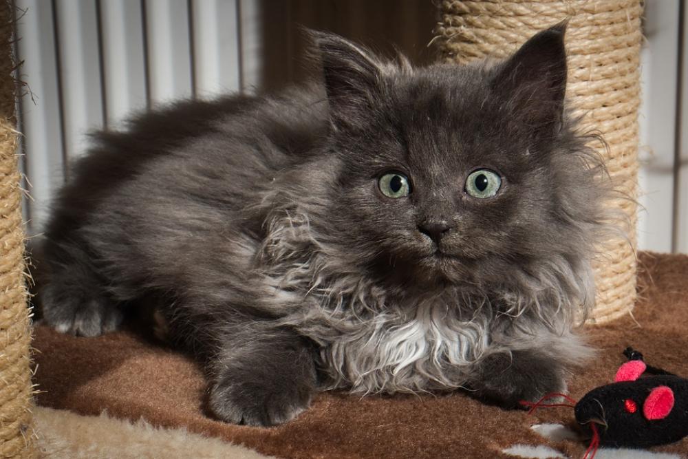 Cat Kitten Animal Pet Grey Cat Kitten Animal Pet Grey