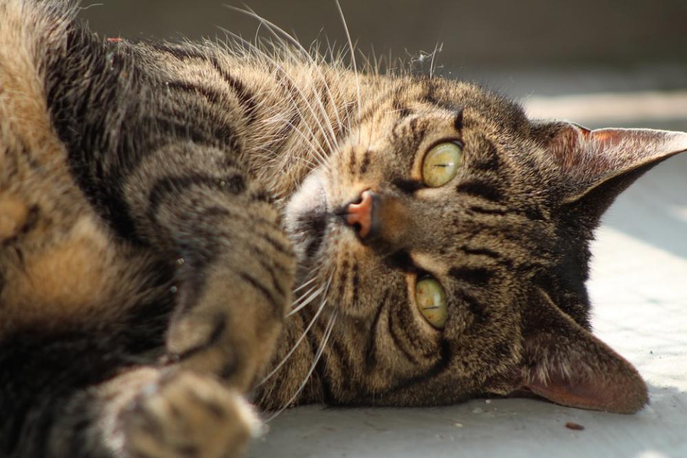 Cat Care Pet Feline Animal Pets Cypers Cat Cat Care Pet Feline Animal Pets Cypers Cat