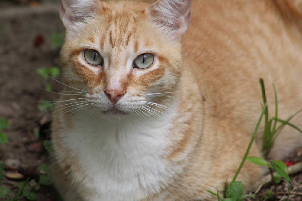 Cat Feline Look Animals Pet Kitten Cute Mammals Cat Feline Look Animals Pet Kitten Cute Mammals
