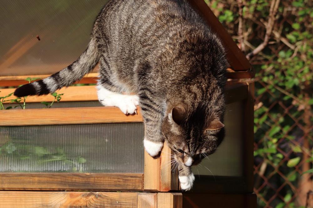 Cat Mackerel Climb Pet Domestic Cat Cat Mackerel Climb Pet Domestic Cat