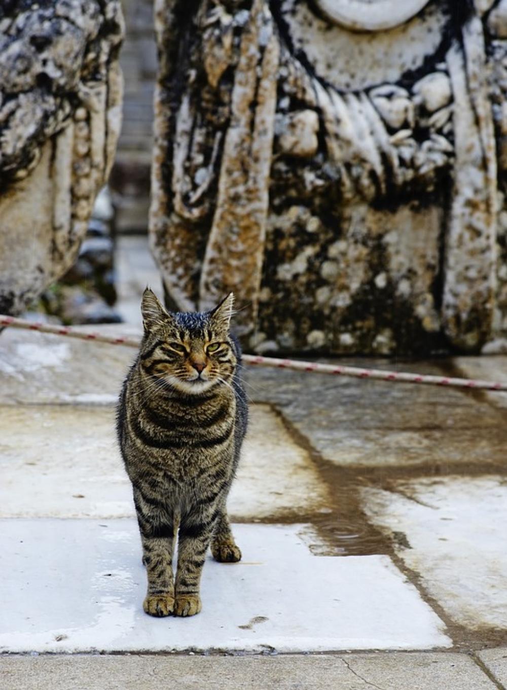 Cat Turkey Animal Istanbul Cute Nature Pet Happy Cat Turkey Animal Istanbul Cute Nature Pet Happy