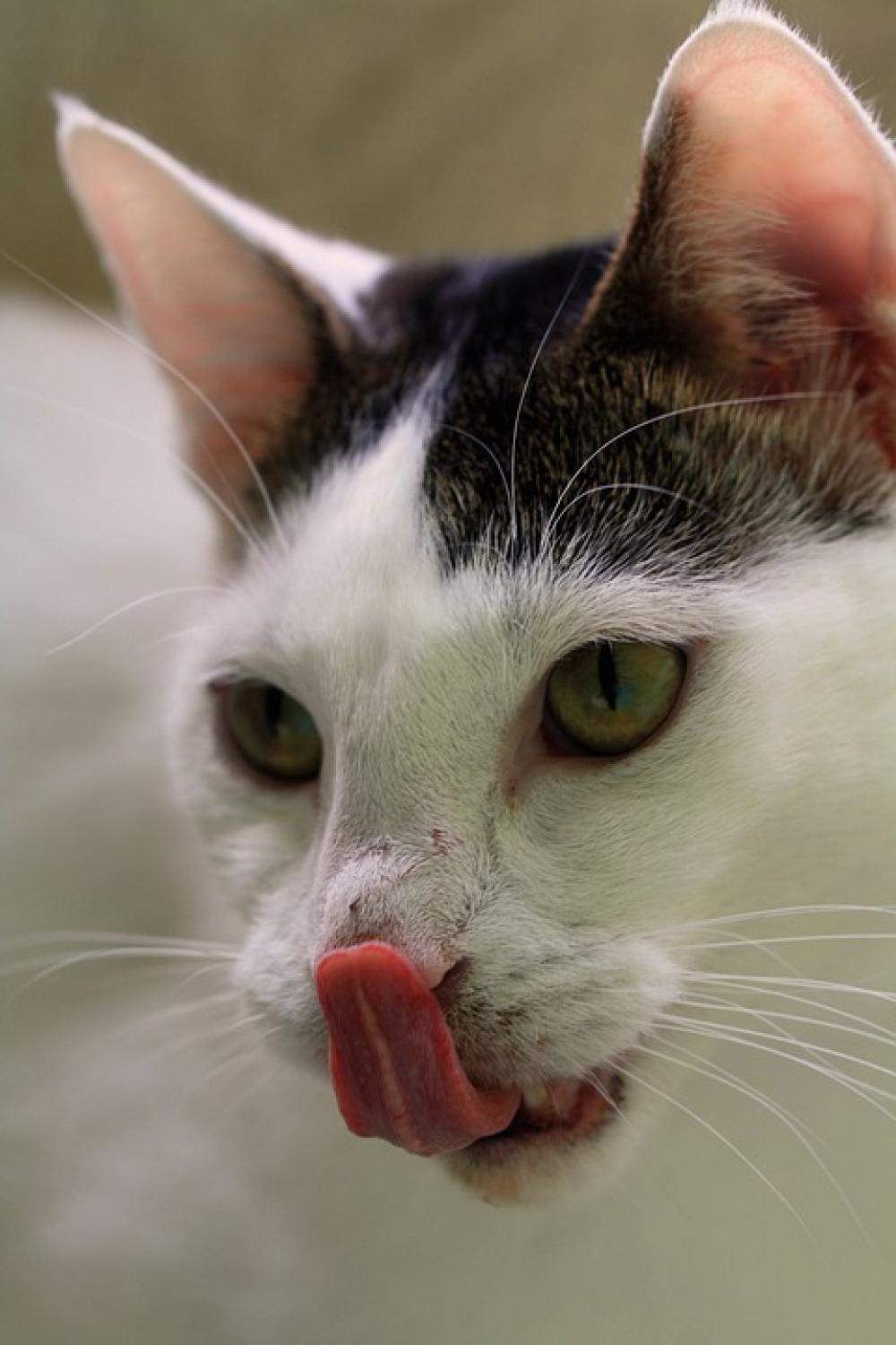 Cat Adoption Foundation Animal Animals Cats Pet Cat Adoption Foundation Animal Animals Cats Pet
