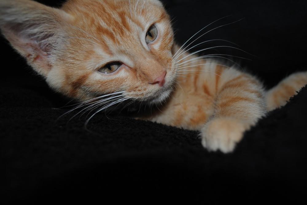 Cat Animal Cute Cat Animal Cute